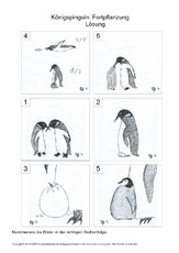 011 pinguin fortpflanzung nummerieren lösung.pdf